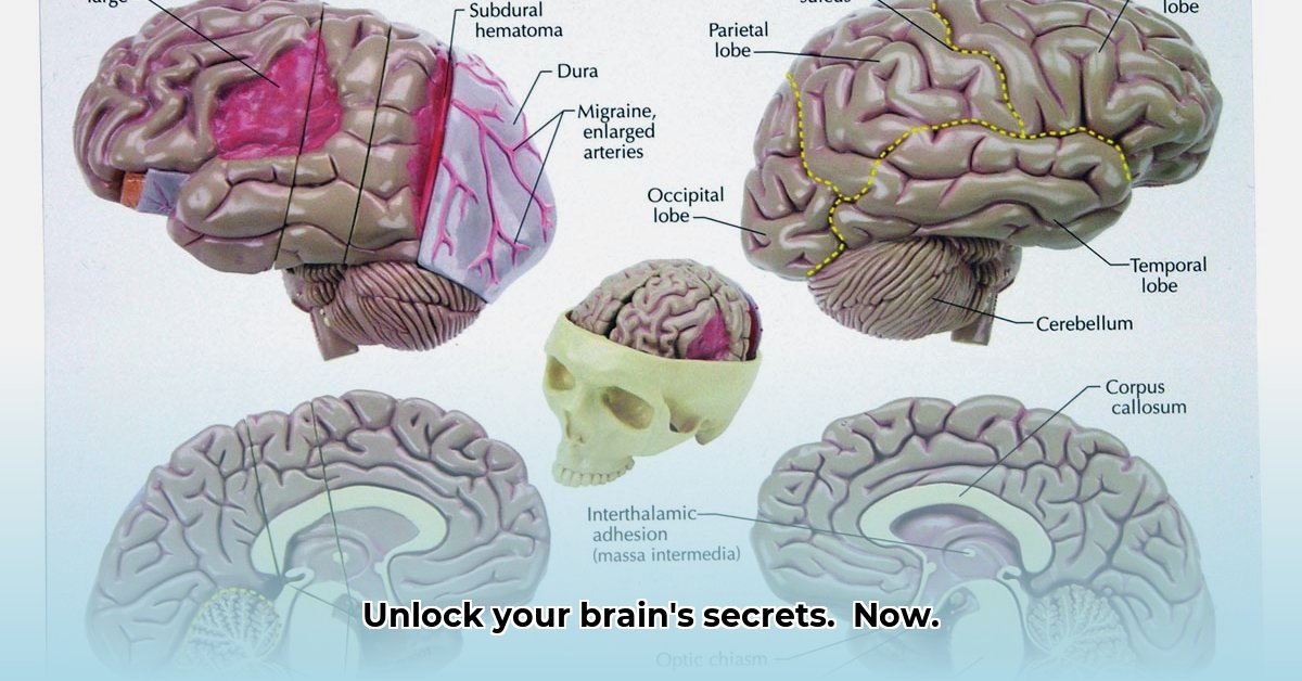 interactive-brain-model